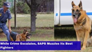 SAPS K9 units still sidelined as gang and drug war escalates on the Cape Flats