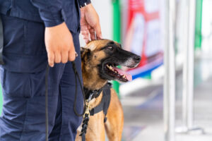 While Patekile leaves Cape Town SAPS K9 idle, crooked cops roam the streets