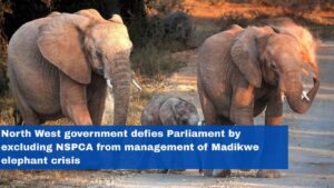 North West government defies Parliament by excluding NSPCA from management of Madikwe elephant crisis