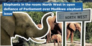 Elephants in the room: North West in open defiance of Parliament over Madikwe elephant issue