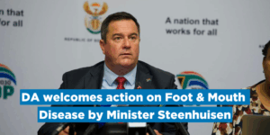 DA welcomes action on Foot & Mouth Disease by Minister Steenhuisen, and backs call for State of Disaster