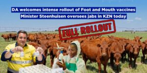 DA welcomes intense rollout of Foot and Mouth vaccines, as Minister Steenhuisen oversees jabs in KZN today