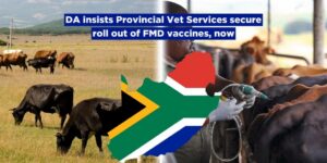 DA insists Provincial Vet Services secure roll out of FMD vaccines, now