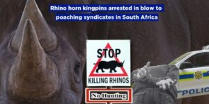 Rhino horn kingpins arrested in blow to poaching syndicates in South Africa