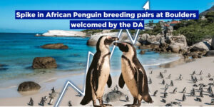 Spike in African Penguin breeding pairs at Boulders welcomed by the DA
