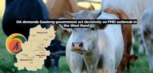 DA demands Gauteng government act decisively on FMD outbreak in the West Rand