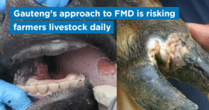 Gauteng’s approach to FMD is risking farmers livestock daily