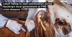 Lesufi is failing to lead coordination across Gauteng’s local government as the FMD crisis deepens