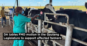 DA tables FMD motion in the Gauteng Legislature to support affected farmers
