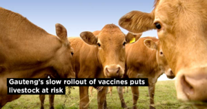 Gauteng’s slow rollout of vaccines puts livestock at risk