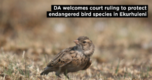 DA welcomes court ruling to protect endangered bird species in Ekurhuleni