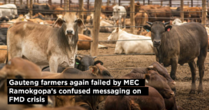 Gauteng farmers again failed by MEC Ramokgopa’s confused messaging on FMD crisis