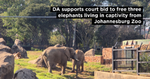 DA supports court bid to free three elephants living in captivity from Johannesburg Zoo