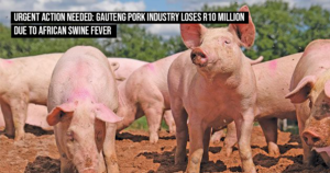 Urgent action needed: Gauteng pork industry loses R10 million due to African Swine Fever