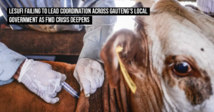 Gauteng fails to account for over 200 000 FMD vaccine doses