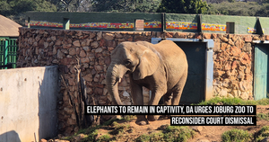 Elephants to remain in captivity, DA urges Joburg Zoo to reconsider court dismissal