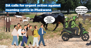 DA calls for urgent action against roaming cattle in Phokwane