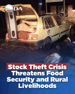 Chronic stock theft deepens hunger and poverty in the Eastern Cape