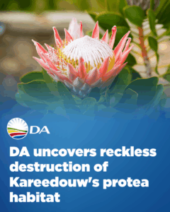 DA uncovers reckless destruction of Kareedouw&#8217;s protea habitat