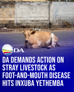 DA demands action on stray livestock as Foot-and-Mouth disease hits Inxuba Yethemba