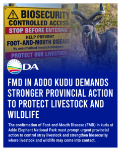 FMD in Addo kudu demands stronger provincial action to protect livestock and wildlife