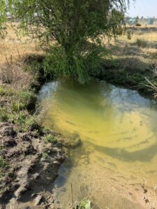 Free State’s rivers are now sewage canals for municipalities