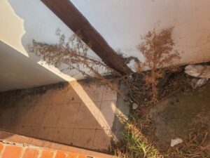 DA fights for urgent Government action to restore Clive Solomon Stadium