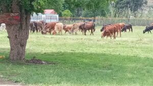 DA takes action to stop roaming livestock in residential areas in Mantsopa