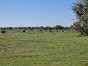 DA to oppose Metro’s amusement park plan and protect the future of Naval Hill in Bloemfontein