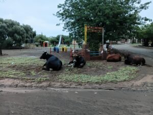 DA demands bylaws for roaming animal crisis in Philippolis