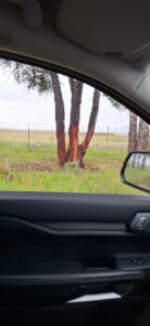 DA steps up enforcement and community action to curb illegal tree felling in Vrede