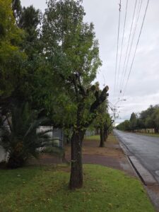 DA calls on municipality to reinstate annual tree maintenance in Mangaung Metro