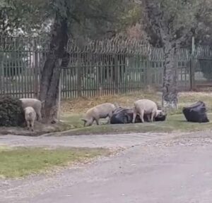 DA to push for urgent action against free-roaming pigs in Harrismith