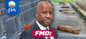 FMD: Premier Ntuli’s ongoing failure to declare a Provincial State of Disaster is costing KZN’s farmers