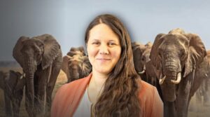 DA calls for transparency on possible elephant translocation and culling in KZN