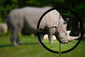 DA welcomes KZN rhino poaching decline