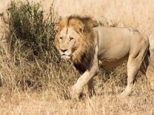 DA calls for answers following claims of Gluckstadt lions poisoning, sale of body parts